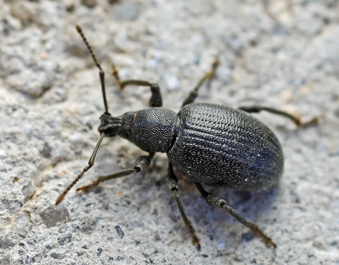 Lilac root weevil
